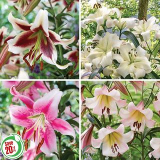 Giant Hybrid Lily Collection Thumbnail